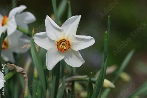 Narcissus poeticus 'Actaea', poet's narcissus