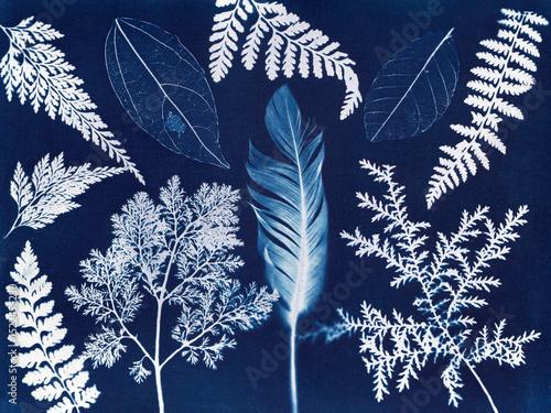 Cyanotype Leaves and Feather. A cyanotype featuring various leaves
