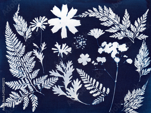 Cyanotype Ferns and Flowers. A cyanotype print showcasing various ferns and flowers
