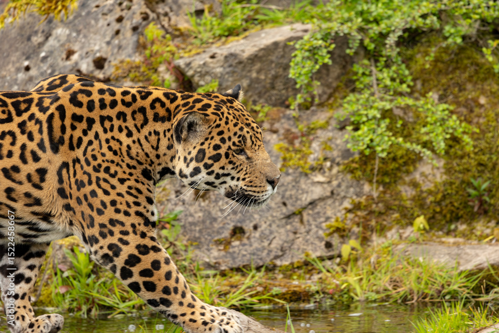Obraz premium portrait of Jaguar Panthera Onca in captive habitat