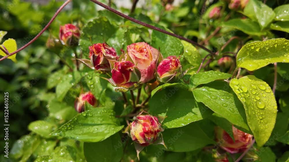 Wet rose bush plant with flower buds with water drops on leaves after rain in nature in summer. Rose bud with raindrops, close up selective focus, slow motion video. Wet rose bush plant with flower buds with water drops on leaves after rain in nature in summer. Rose bud with raindrops, close up selective focus, slow motion video.