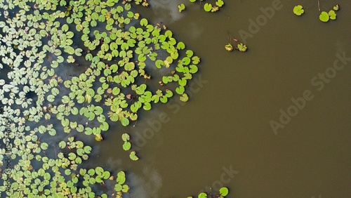 Konstfotografi Still Waters and Lily Pads with Cloud reflection