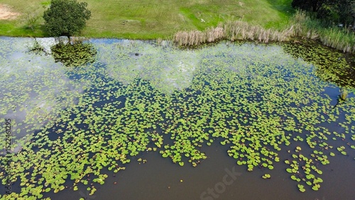 Foto Still Waters and Lily Pads with Cloud reflection