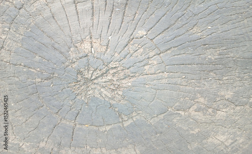 wooden texture background surface of a cut tree stump	