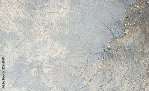wooden texture background surface of a cut tree stump	