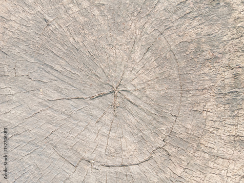 wooden texture background surface of a cut tree stump	