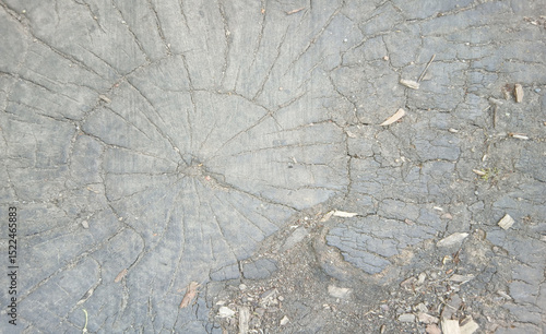 wooden texture background surface of a cut tree stump	