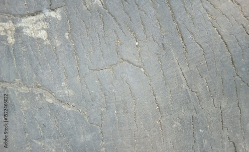 wooden texture background surface of a cut tree stump	