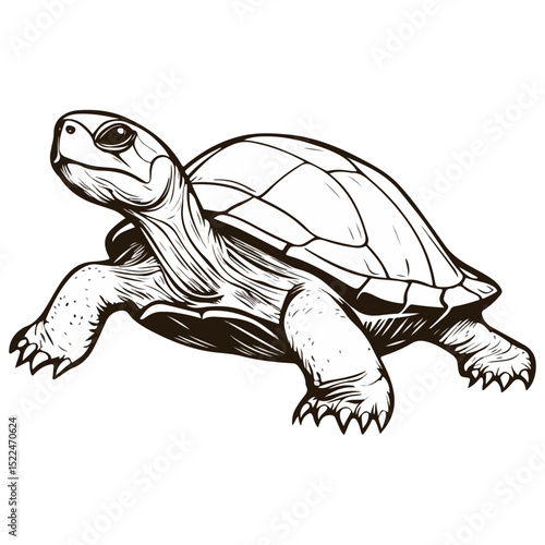 snake-necked turtle, reptile, vector, transparent background, creature, chelidae, turtle, animal, tortoise, cute, shell, nature, wildlife, isolated, amphibian