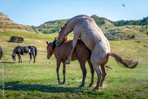 Фотография Wild horses in open grasslands, with natural mating behavior observed