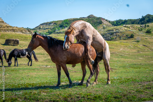 Wild horses in open grasslands, with natural mating behavior observed