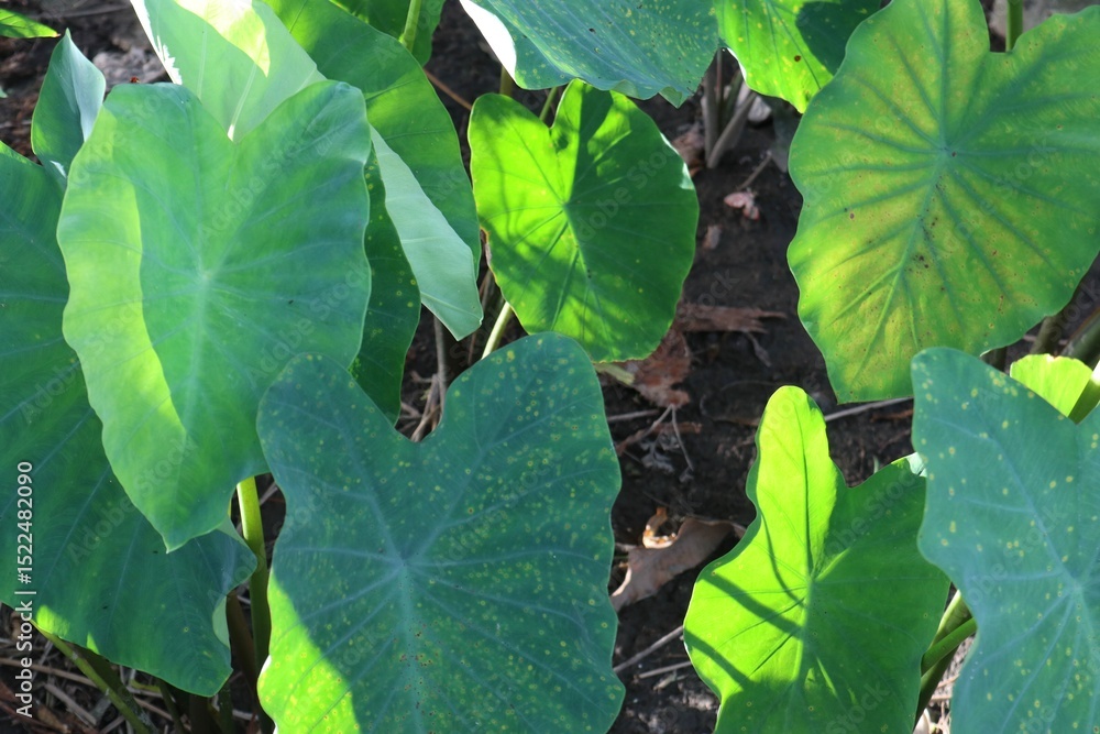 Obraz premium Sun-Kissed Elephant Ear Leaves Displaying Textural Details and Shadow