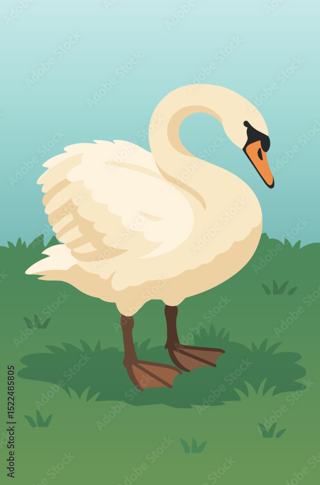 Obraz premium A mute swan standing on grass
