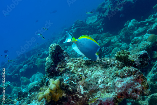 Powder blue tang swimming over coral reef in Maldives