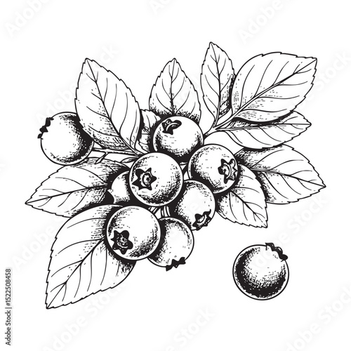 Cranberries with leaves Doodle Illustration – Hand-Drawn Black and White Line Art on Transparent Background