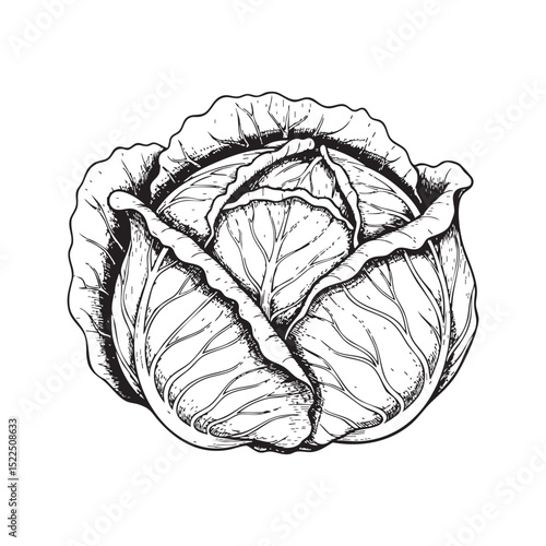 Cabbage Vegetable Doodle Illustration – Hand-Drawn Black and White Line Art on Transparent Background