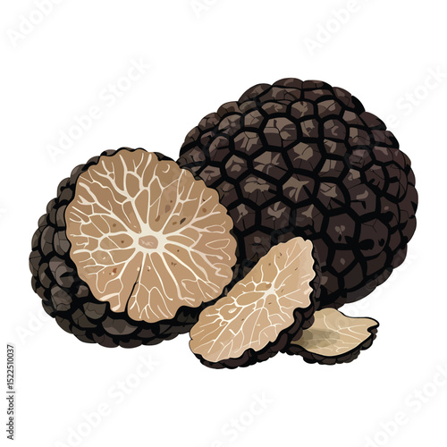 Detailed Vector Illustration of Black Truffles Whole and Sliced on White Background