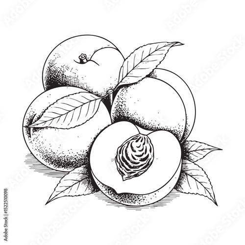 Peaches fruits with leaves Doodle Illustration – Hand-Drawn Black and White Line Art on Transparent Background