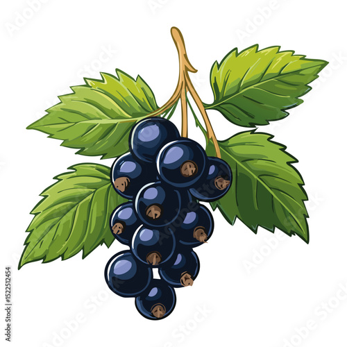 Blackcurrant on a branch color vector illustration. Image of summer berry and leaves on an isolated background. Twig for packaging and design.