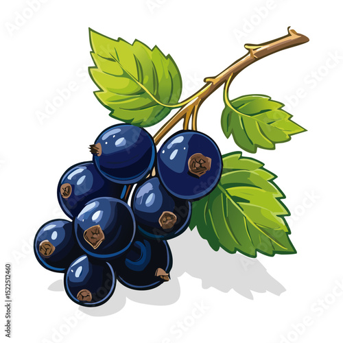 Blackcurrant on a branch color vector illustration. Image of summer berry and leaves on an isolated background. Twig for packaging and design.