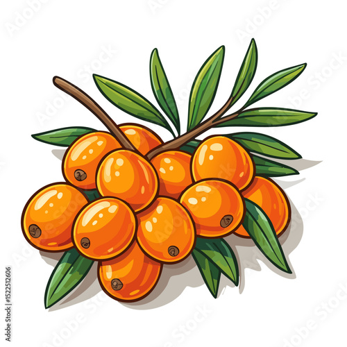 Sea buckthorn on a branch color vector illustration in line art style. Summer berry with leaves on an isolated background for design and packaging