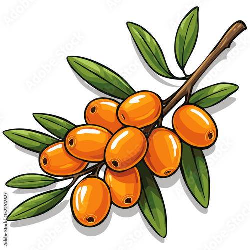 Sea buckthorn on a branch color vector illustration in line art style. Summer berry with leaves on an isolated background for design and packaging