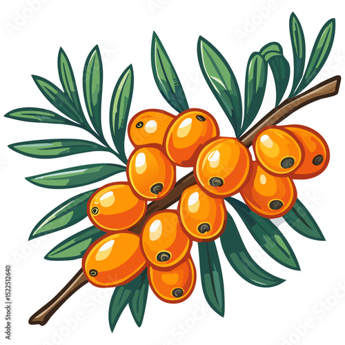 Sea buckthorn on a branch color vector illustration in line art style. Summer berry with leaves on an isolated background for design and packaging