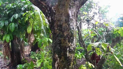green tree in the forest