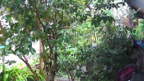 rain drops on a tree