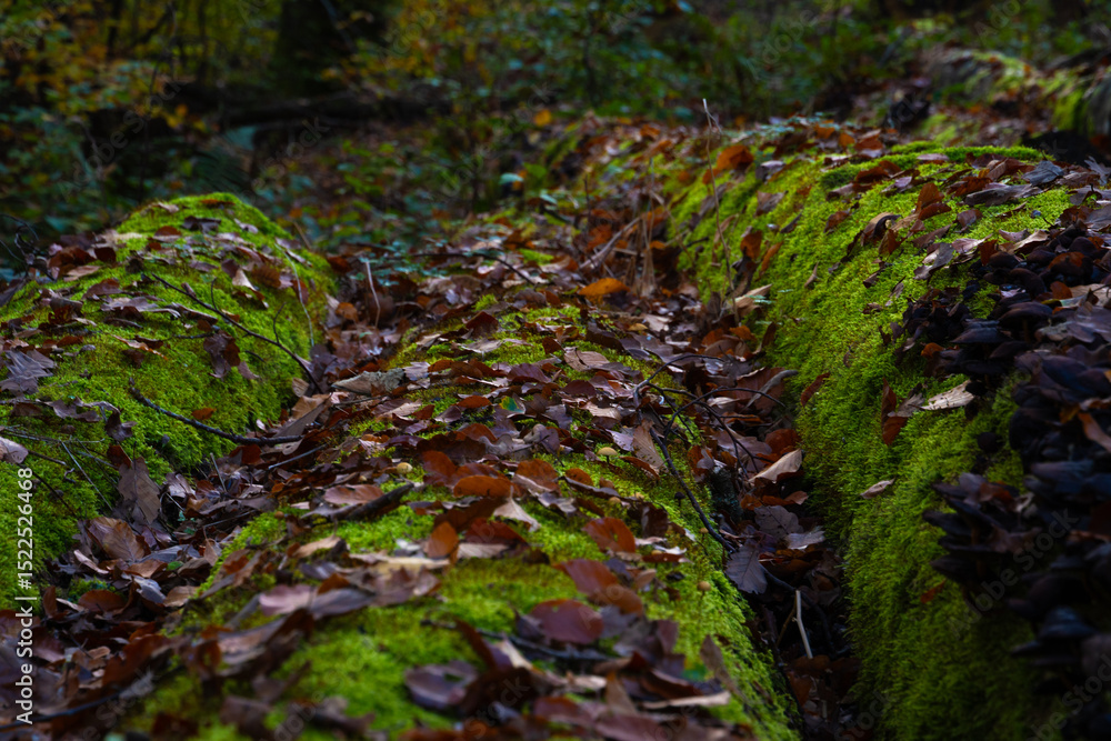 Obraz premium Magical autumn landscapes with colorful foliage, forest paths and golden light