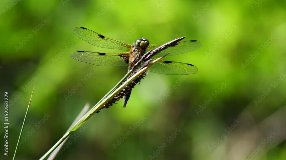 Close up of a Four-spotted Chaser sitting on a grass tip and flying away Close up of a Four-spotted Chaser sitting on a grass tip and flying away