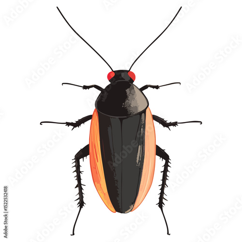cockroach, insect, animal, vector, transparent background, creature, isolated, roach, nature