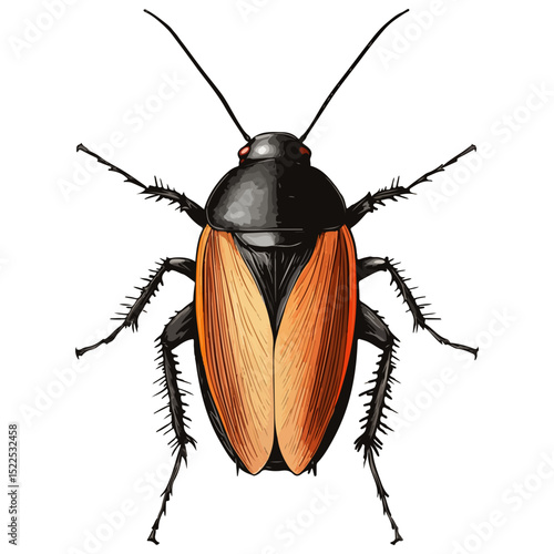 cockroach, insect, animal, vector, transparent background, creature, isolated, roach, nature
