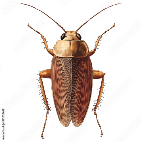 cockroach, insect, animal, vector, transparent background, creature, isolated, roach, nature