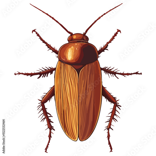 cockroach, insect, animal, vector, transparent background, creature, isolated, roach, nature