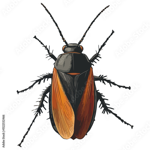 cockroach, insect, animal, vector, transparent background, creature, isolated, roach, nature