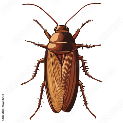 cockroach, insect, animal, vector, transparent background, creature, isolated, roach, nature