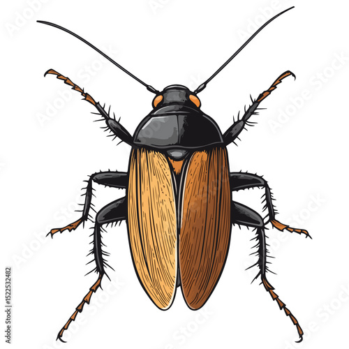 cockroach, insect, animal, vector, transparent background, creature, isolated, roach, nature