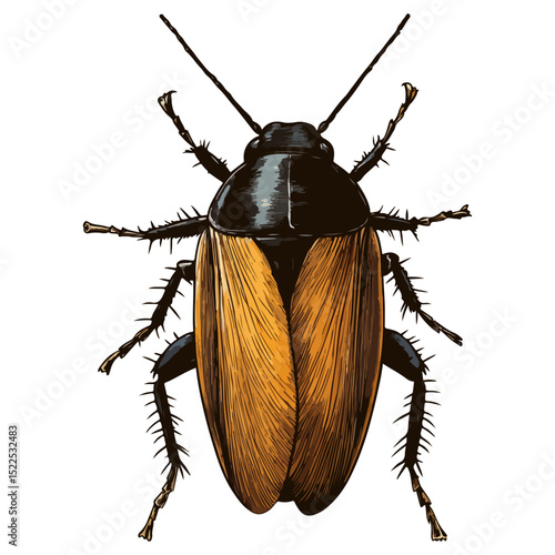 cockroach, insect, animal, vector, transparent background, creature, isolated, roach, nature