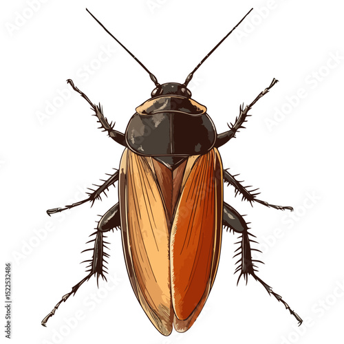 cockroach, insect, animal, vector, transparent background, creature, isolated, roach, nature
