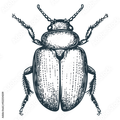 dung beetle, insect, animal, vector, transparent background, creature, isolated, nature, small, icon