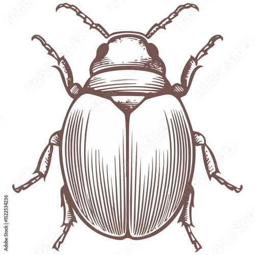 dung beetle, insect, animal, vector, transparent background, creature, isolated, nature, small, icon