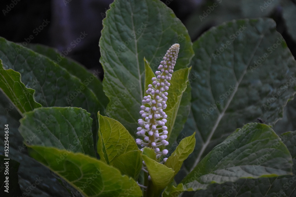 Fototapeta premium the Pokeweed in full Bloom