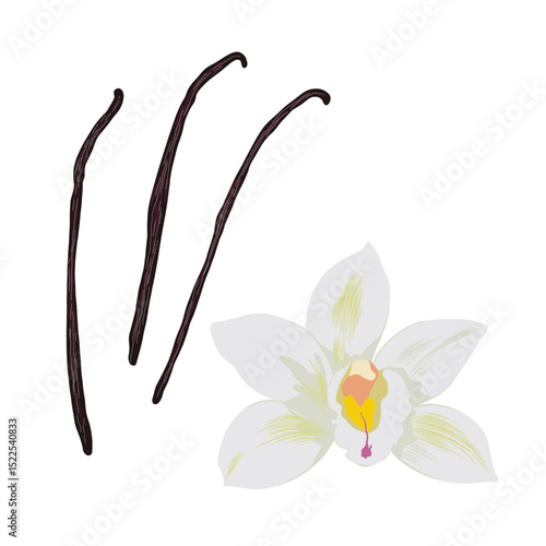 Vanilla vector illustration on white background aromatic spice plant design
