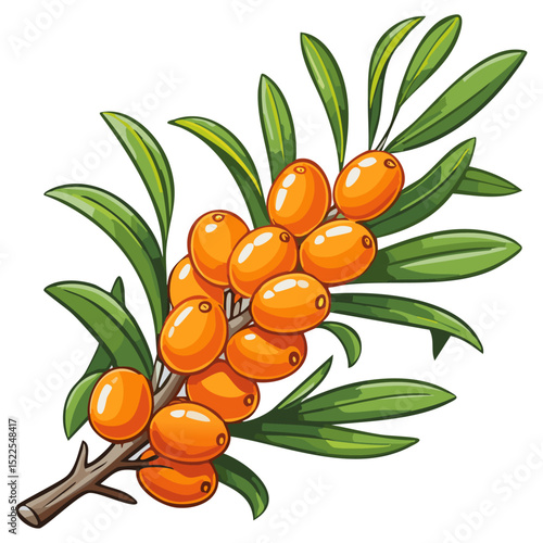 Sea buckthorn on a branch color vector illustration in line art style. Summer berry with leaves on an isolated background for design and packaging