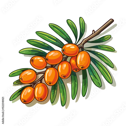 Sea buckthorn on a branch color vector illustration in line art style. Summer berry with leaves on an isolated background for design and packaging