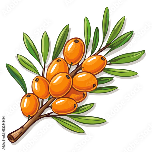 Sea buckthorn on a branch color vector illustration in line art style. Summer berry with leaves on an isolated background for design and packaging