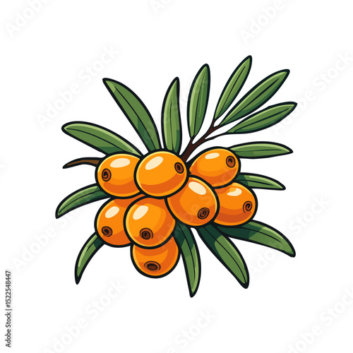 Sea buckthorn on a branch color vector illustration in line art style. Summer berry with leaves on an isolated background for design and packaging