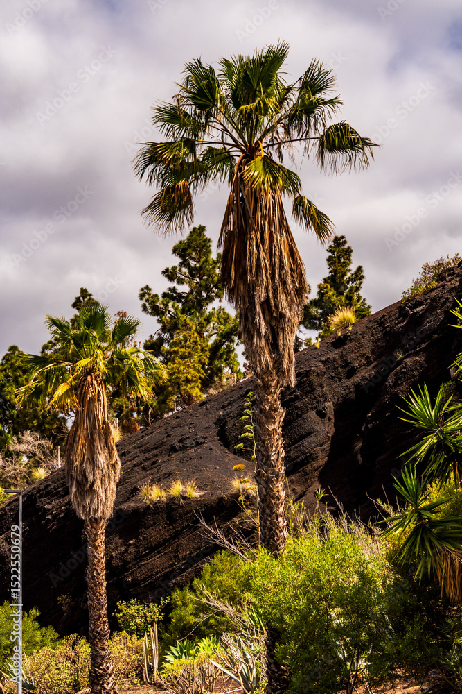 Fototapeta premium Paisaje en Puerto de la Cruz, Isla de Tenerife.