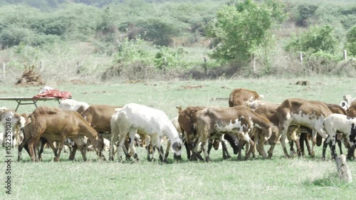 Wallpaper Mural  Bountiful herd bountiful harvest  Goat farming in full swing Torontodigital.ca